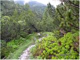 Pod Debelo glavo - Planina Poljana